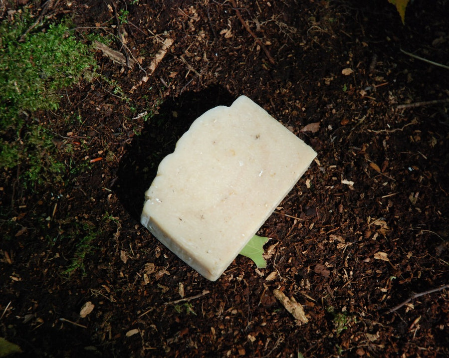 The organic healing honey soap bar sits on the forest floor.